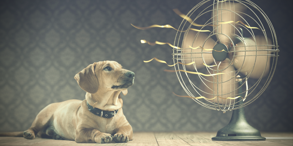 dog in front of fan - air conditioning repair air conditioning installation